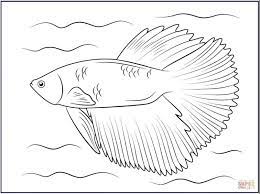 18 Lukisan Ikan Cupang 3d Gambar Kitan