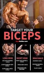 More images for short head of biceps » Ø²ÙŠ Ø±Ø¶Ø§ Ø¹Ø¯Ù… Ø§Ù„Ø«Ù‚Ø© Short Head Bicep Workout Ohbabyfamilyexpo1 Com