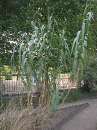 Its relatively coarse texture can be used to stand it apart from other garden plants with finer foliage. Giant Reed Arundo Donax Feedipedia