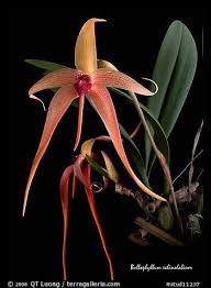 Image result for Bulbophyllum elliotii