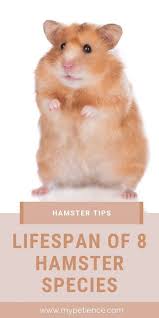How long do hamsters live as pets ? Hamster S Lifespan How Long Do Hamsters Live Hamster Hamster Live Hamster Species