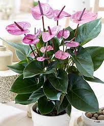 100pcs Bonsai Anthurium Andraeanum Linden Araceae Perennial Indoor Evergreen Plants Herb Flower For Ho Anthurium Plant Indoor Flowering Plants Flower Seedlings