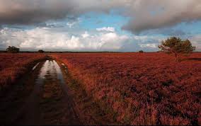Moor a tract of peaty wasteland with poor drainage; Oboi Dlya Telefona Pustosh Vereskovaya Doroga Luzha Posle Dozhdya