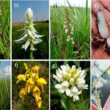 Image result for Eulophia angolensis