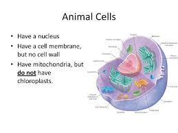 Check spelling or type a new query. Objective Swbat Identify Differences In The Internal Cellular Structures Of Plants And Animals And In How Plants And Animals Get Energy Ppt Download