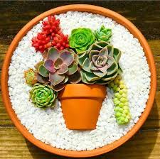 Image result for Aeollanthus subacaulis