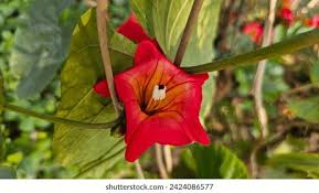Image result for Stictocardia beraviensis