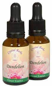 Calmness Grounding Dandelion Flower Essence Flower Essence Blog