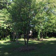 Get matched with top tree removal services in decatur, ga. Arbordiva Certified Arborist Decatur Ga Alignable