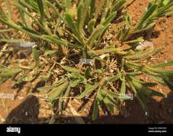 Image result for Felicia mossamedensis