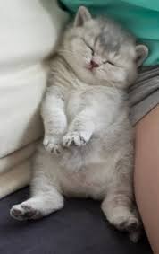 Father dior combines some of the best lineages of russian british shorthair chinchillas. Cattery History Sundust Cats