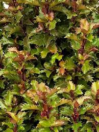 The little rascals/our gang comedies, george 'spanky' mcfarland, billie 'buckwheat' the little rascals never left her after all those years, with darla enthusing, i had a very happy. Ilex Meserveae Little Rascal Stechpalme Little Rascal Gunstig Kaufen