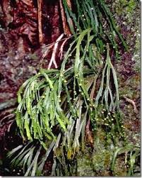 Image result for Psilotum