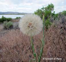 I Was Intrigued By The Giant Dandelion That We Found Near Hart Mountain In Eastern Oregon With A Little Research I Found Th Dandelion Dandelion Plant Flowers