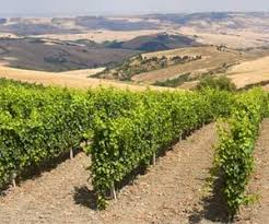 Basilicata, region, southern italy, along the golfo di taranto (gulf of taranto), consisting of the provinces of potenza and matera. Basilicata Wine Regions