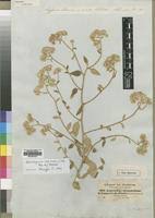 Image result for Helichrysum schimperi