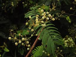 Image result for Acacia kamerunensis