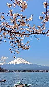 35 gambar bunga sakura full hd terpopuler. Alex Journey On Twitter Musim Semi Di Hitachi Seaside Park Lokasinya Di Ibaraki Meskipun Nggak Ada Pohon Sakura Di Sini Tapi Saat Musim Semi Bunga Nemophila Pada Mekar Dan Jadi Hamparan Biru