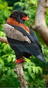 Pin De King Hunter Em Eagle Hunter Aves Selvagens Aves De Rapina Passaros Engracados