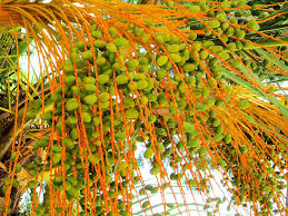 4 look at the trunk closely. Hd Wallpaper Palm Plant Dates Palm Fruit Palm Tree Seeds Exotic Frond Wallpaper Flare