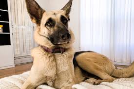 Common crosses include miniature poodles, border collies, and yorkshire terriers. German Shepherd Breeders In Michigan Reviewed Breeder Review
