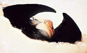 Photograph Of Beak Of Octopus Showing Radula Beak Octopus Image