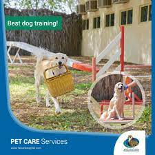 abu dhabi falcon hospital pet care best dog training pets