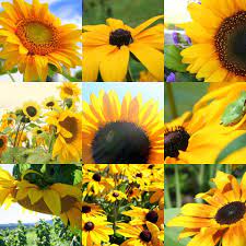 Sunflower Collage Yellow Sunflower Flowers Sunflower