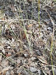 Image result for Fimbristylis squarrosa