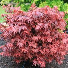 Livraison internationale de graines de plantes rares et exotiques. Erable Du Japon Shaina Vente En Ligne De Plants De Erable Du Japon Shaina Pas Cher Leaderplant