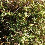 Image result for Spermacoce deserti