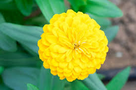 Check spelling or type a new query. Zinnia Flowers How To Grow And Care For Zinnia Plants Garden Design