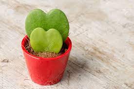 Pair with our pink reproduction of my original watercolor painting featuring a whimsical cacti and succulent heart shape. A Pair Of Heart Shaped Cactus Cactii In A Small Red Pot Over Stock Photo Picture And Royalty Free Image Image 71417240