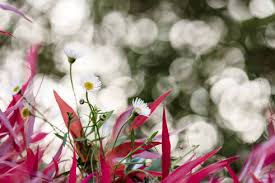 Grows to the size of a large shrub or small tree. Small White Flowers And Red Leaves Stockphoto