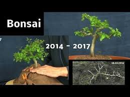 We did not find results for: Vom Steckling Zum Bonsai Ganz Einfach Selber Machen Youtube Bonsai Pflanzen Bonsai Bonsai Pflege