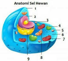 Maybe you would like to learn more about one of these? Sebutkan Organel Organel Sel Hewan Ini Dan Jelaskan Fungsinya Brainly Co Id