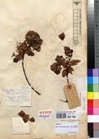 Image result for Combretum cinereopetalum