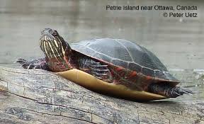 They are high spirited, high energy, and here in pennsylvania we have eastern and midland painted turtles living together and interbreeding. Chrysemys Picta The Reptile Database