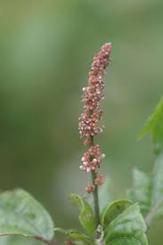 Image result for Acalypha paucifolia