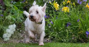 Flowers for humans and pets. Dog Friendly Gardening News Dogs Trust