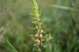 Image result for Alectra sessiliflora