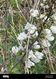 Image result for Indigofera monantha