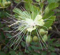 Image result for Capparis citrifolia