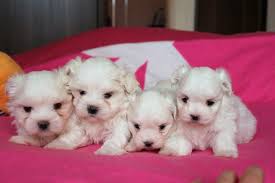 Yes (current on all shots) status: Gorgeous Teacup Maltese Puppies Available Manila Philippines Buy And Sell Marketplace Pinoydeal