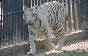The white tiger (also known as the white bengal tiger) is a subspecies of tiger, found throughout the indian subcontinent. White Tiger Archives Delhi Greens Blog