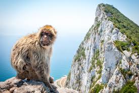 Monkey coin is otherwise known as mc and works free of a reserve bank or single administration. It S Tough Getting Approved In Gibraltar Says Green Lighted Crypto Derivatives Exchange
