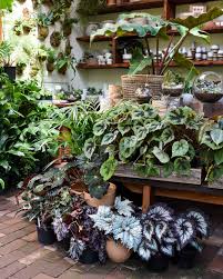 Image result for Begonia