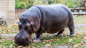 Frankfurter Zoo Wird Umgebaut Der Hohe Preis Der Natur