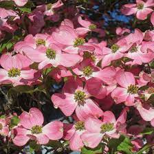 Showy pink flowers in early spring. Pink Dogwood Tree On The Tree Guide At Arborday Org