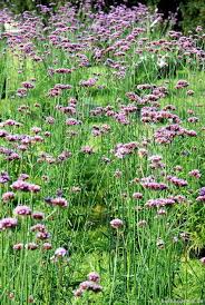 Dafür erheben gemeinden eine abwassergebühr. Ein Garten Ohne Giessen Berlingarten Landschaftsdesign Garten Garten Landschaftsdesign